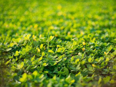 Açık havada küçük çiçekler var.