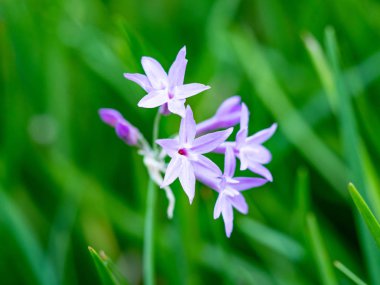 Açık havada küçük çiçekler var.