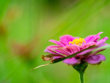 Açık havada küçük çiçekler var.