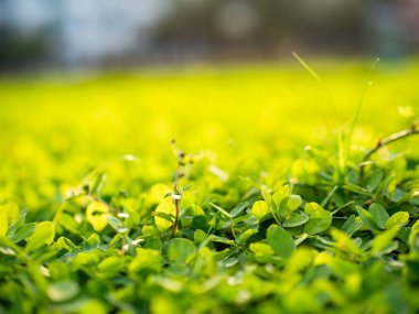 Açık havada küçük çiçekler var.