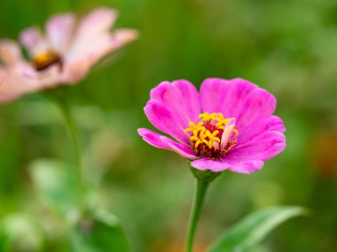 Açık havada küçük çiçekler var.