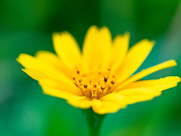 Małe Kwiaty Plenerze Makro — Zdjęcie stockowe
