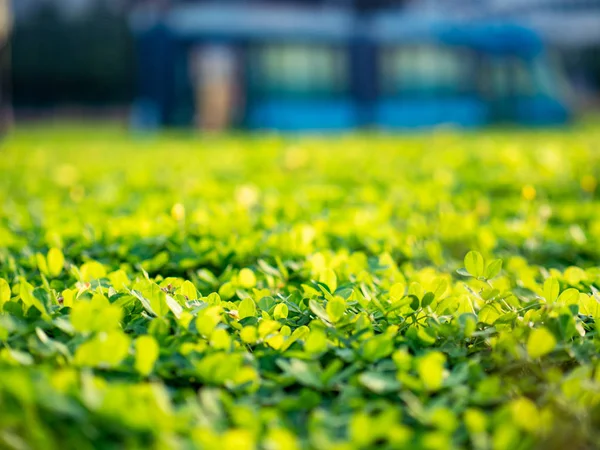 Tiny Flowers Macro Outdoor — 스톡 사진