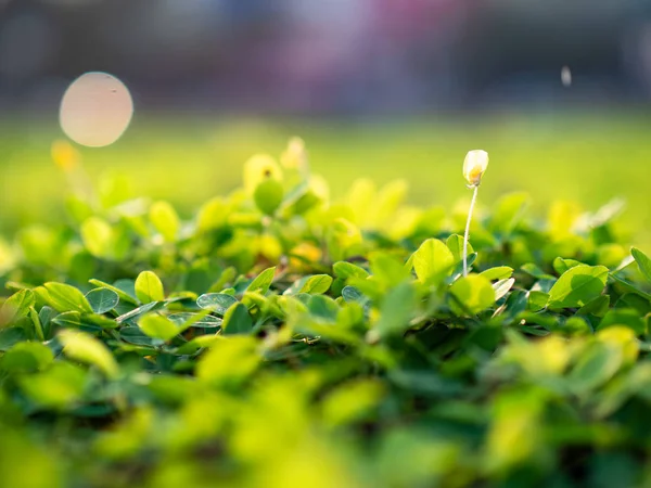 Μικροσκοπικά Λουλούδια Μακροεντολή Εξωτερική — Φωτογραφία Αρχείου