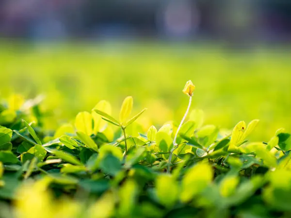 Piccoli Fiori Macro Outdoor — Foto Stock