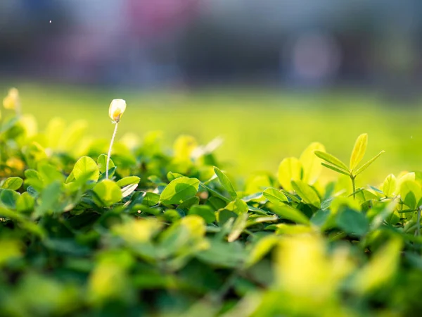 Piccoli Fiori Macro Outdoor — Foto Stock