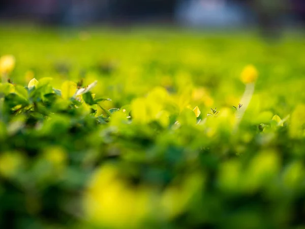 Piccoli Fiori Macro Outdoor — Foto Stock