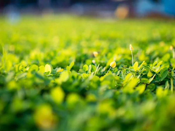 Piccoli Fiori Macro Outdoor — Foto Stock