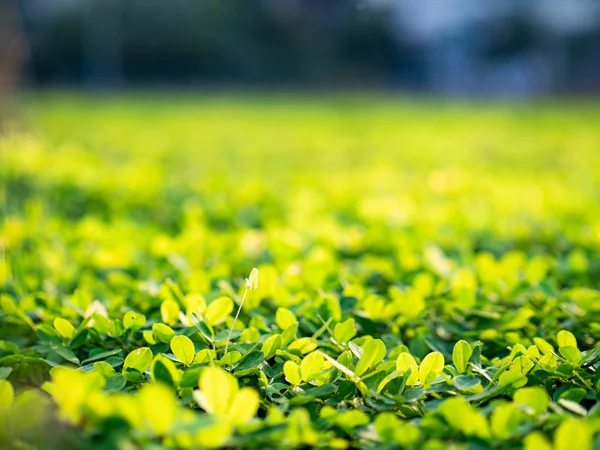 Piccoli Fiori Macro Outdoor — Foto Stock