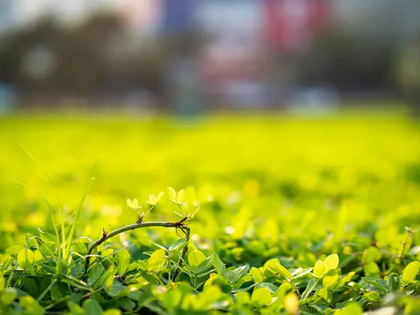 Piccoli Fiori Macro Outdoor — Foto Stock