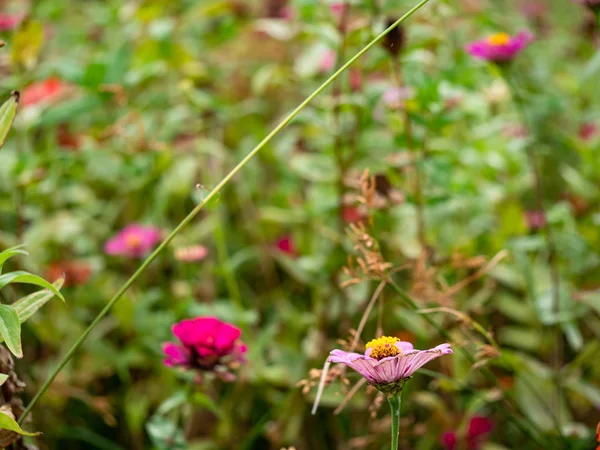 Piccoli Fiori Macro Outdoor — Foto Stock