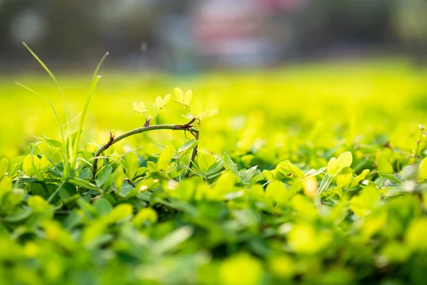 Fleurs Minuscules Macro Extérieur — Photo