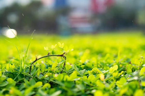 Tiny Flowers Macro Outdoor — 스톡 사진