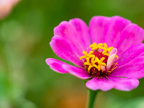 Małe Kwiaty Plenerze Makro — Zdjęcie stockowe