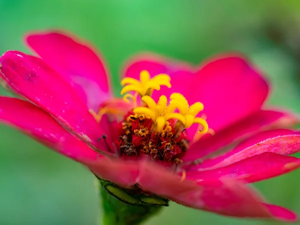 Tiny flowers in macro outdoor