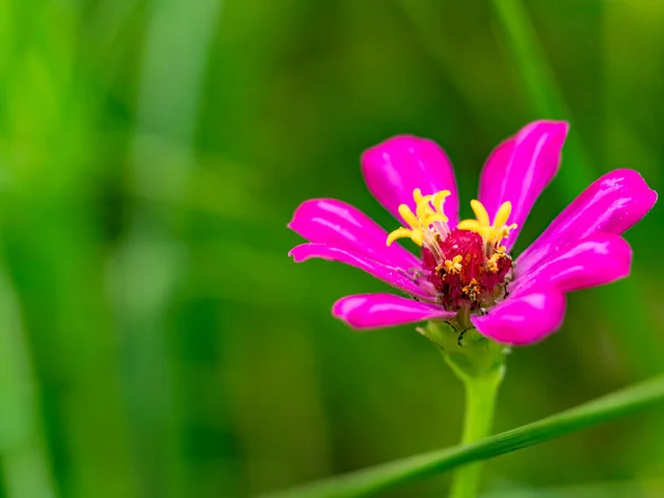 Tiny flowers in macro outdoor