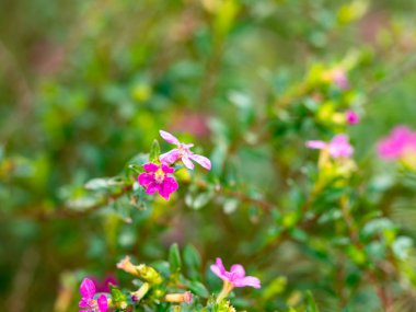 Açık havada küçük çiçekler var.