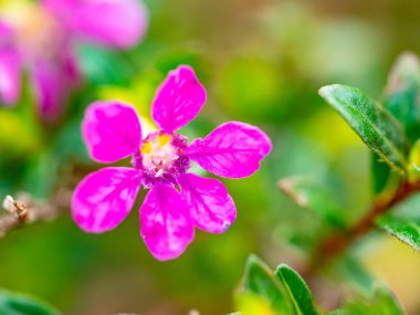 Açık havada küçük çiçekler var.