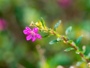 Açık havada küçük çiçekler var.
