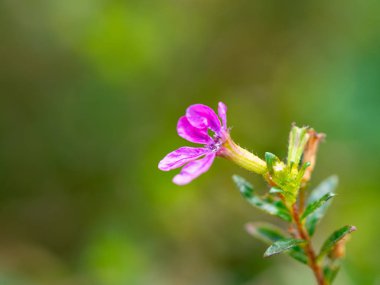 Açık havada küçük çiçekler var.