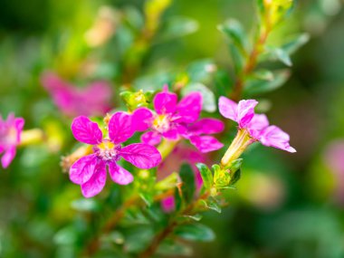 Açık havada küçük çiçekler var.