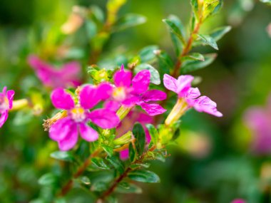 Açık havada küçük çiçekler var.