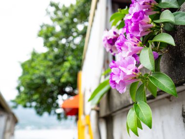 Duvarda mansoa alliacea (sarımsak sarmaşığı) çiçekleri