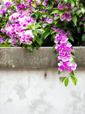 Duvarda mansoa alliacea (sarımsak sarmaşığı) çiçekleri