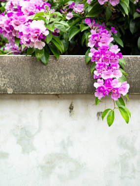 Duvarda mansoa alliacea (sarımsak sarmaşığı) çiçekleri