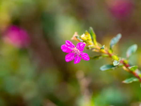 Tiny Flowers Macro Outdoor — Stock Photo, Image