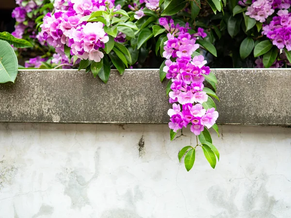 Άνθη Mansoa Alliacea Σκόρδο Στον Τοίχο — Φωτογραφία Αρχείου
