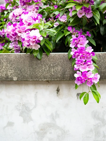 Άνθη Mansoa Alliacea Σκόρδο Στον Τοίχο — Φωτογραφία Αρχείου