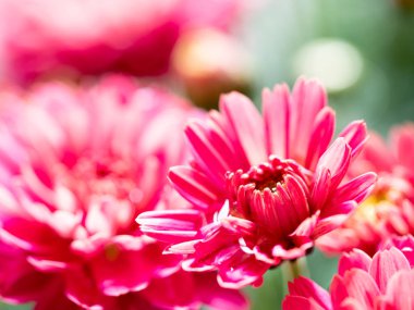 Çiçekçide kırmızı kasımpatılar toplanmış, çiçek desenleri pürüzsüz..