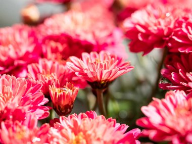 Çiçekçide kırmızı kasımpatılar toplanmış, çiçek desenleri pürüzsüz..