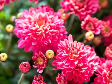 Çiçekçide kırmızı kasımpatılar toplanmış, çiçek desenleri pürüzsüz..