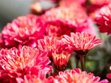 Çiçekçide kırmızı kasımpatılar toplanmış, çiçek desenleri pürüzsüz..