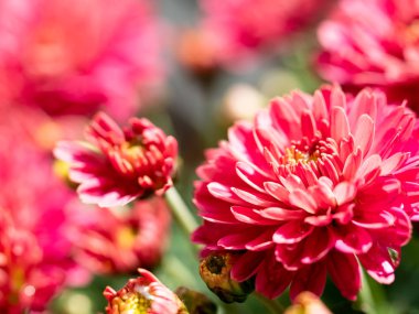 Çiçekçide kırmızı kasımpatılar toplanmış, çiçek desenleri pürüzsüz..