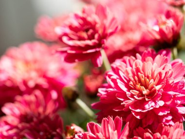 Çiçekçide kırmızı kasımpatılar toplanmış, çiçek desenleri pürüzsüz..