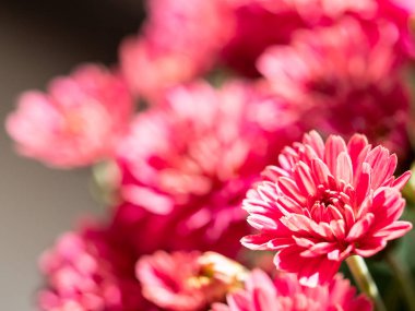 Çiçekçide kırmızı kasımpatılar toplanmış, çiçek desenleri pürüzsüz..