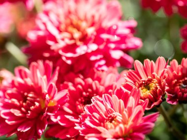 Çiçekçide kırmızı kasımpatılar toplanmış, çiçek desenleri pürüzsüz..