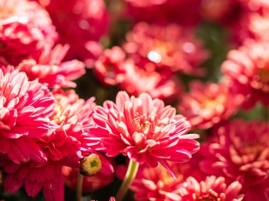 Çiçekçide kırmızı kasımpatılar toplanmış, çiçek desenleri pürüzsüz..