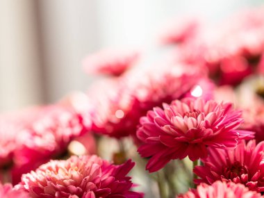 Çiçekçide kırmızı kasımpatılar toplanmış, çiçek desenleri pürüzsüz..