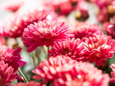 Çiçekçide kırmızı kasımpatılar toplanmış, çiçek desenleri pürüzsüz..