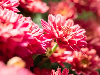 Çiçekçide kırmızı kasımpatılar toplanmış, çiçek desenleri pürüzsüz..