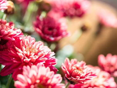 Çiçekçide kırmızı kasımpatılar toplanmış, çiçek desenleri pürüzsüz..