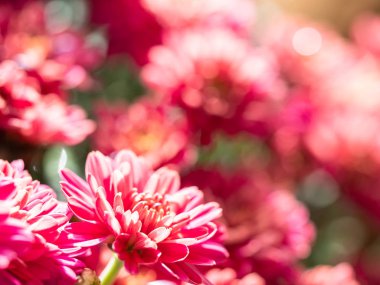 Çiçekçide kırmızı kasımpatılar toplanmış, çiçek desenleri pürüzsüz..