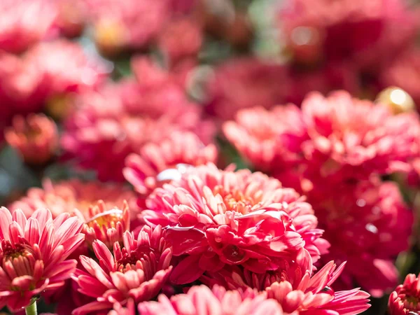 Červené Chryzantémy Parta Květinářství Bezešvé Vzor Květiny Pozadí — Stock fotografie