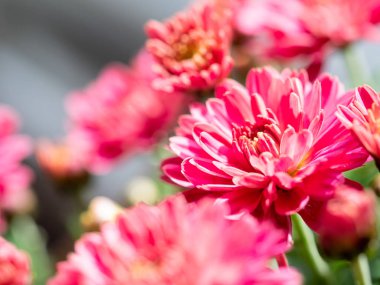 Red Chrysanthemums bunch in floral shop