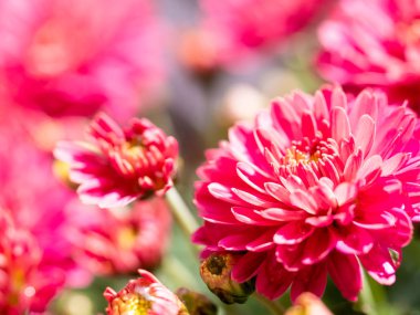Red Chrysanthemums bunch in floral shop