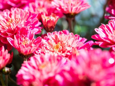 Red Chrysanthemums bunch in floral shop
